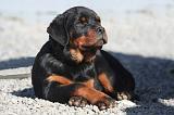 ROTTWEILER 603